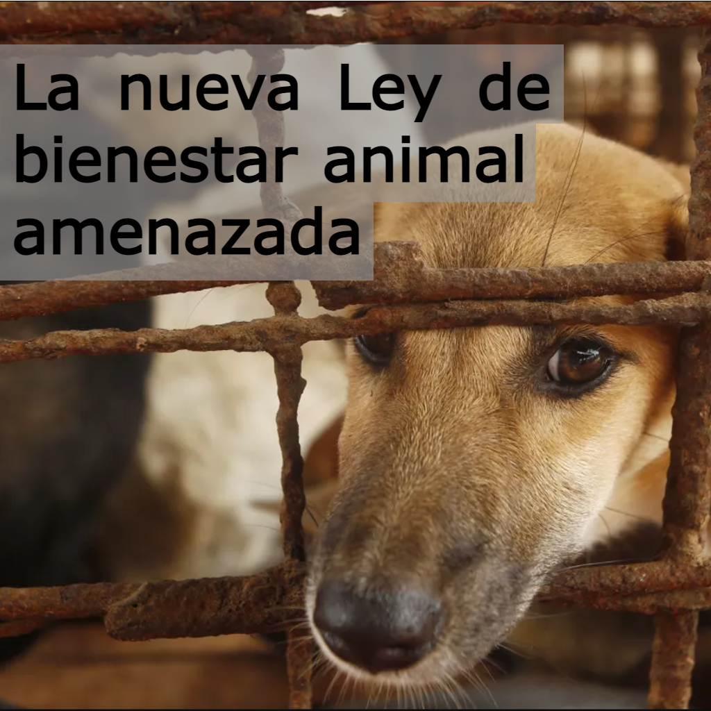 La nueva Ley de Bienestar Animal amenazada