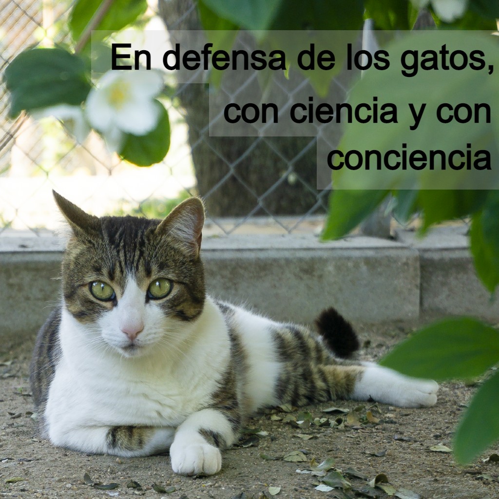 En defensa de los gatos, con ciencia y con conciencia