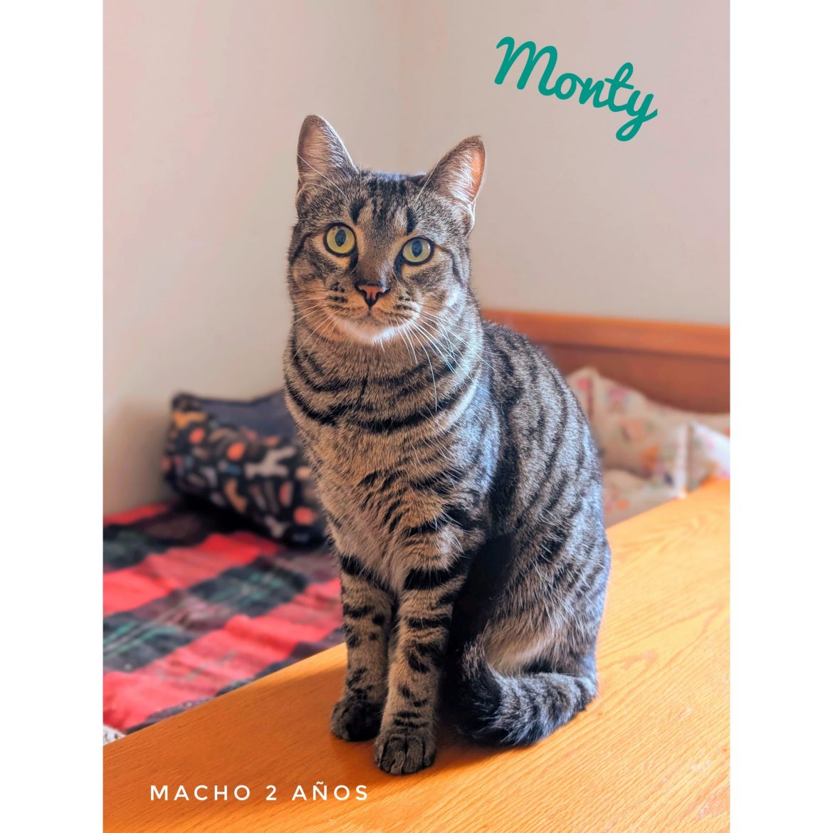 Monty
